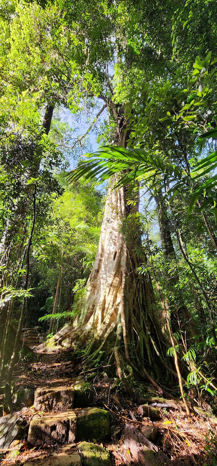 Connect Adventures - Gidjuum Gulganyi Walk | Minyon Dr, Whian Whian NSW 2480, Australia | Phone: 0492 981 811