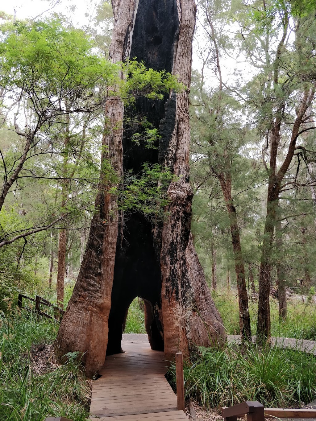 Valley of the Giants Tree Top Walk | park | Valley of the Giants Rd, Tingledale WA 6333, Australia | 0898408263 OR +61 8 9840 8263