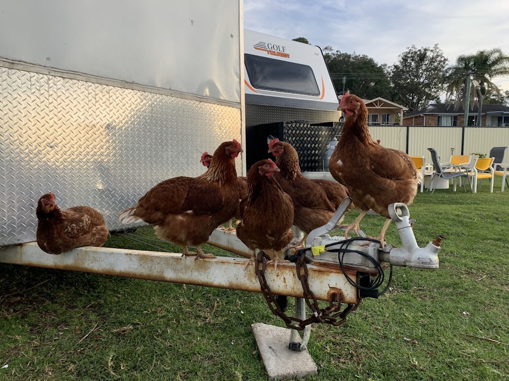 JDs Backyard Hens | 1 Ballat Cl, Medowie NSW 2318, Australia | Phone: 0428 498 298