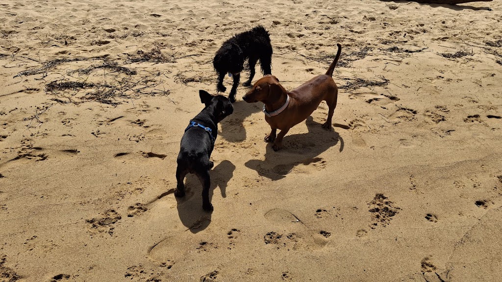 Paws and Play Booker Bay | Davis St, Booker Bay NSW 2257, Australia | Phone: 0431 593 890