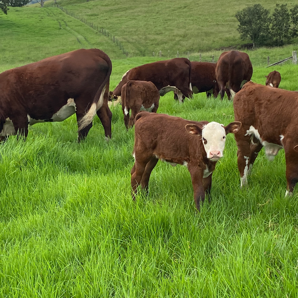 MaMiKa Herefords | 893 Waukivory Rd, Waukivory NSW 2422, Australia | Phone: 0438 686 349