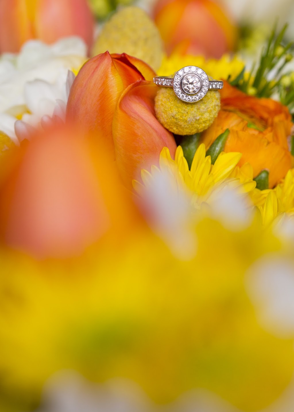 Sandra Lee Photography | 2/12 High St, Mansfield VIC 3722, Australia | Phone: 0418 330 806