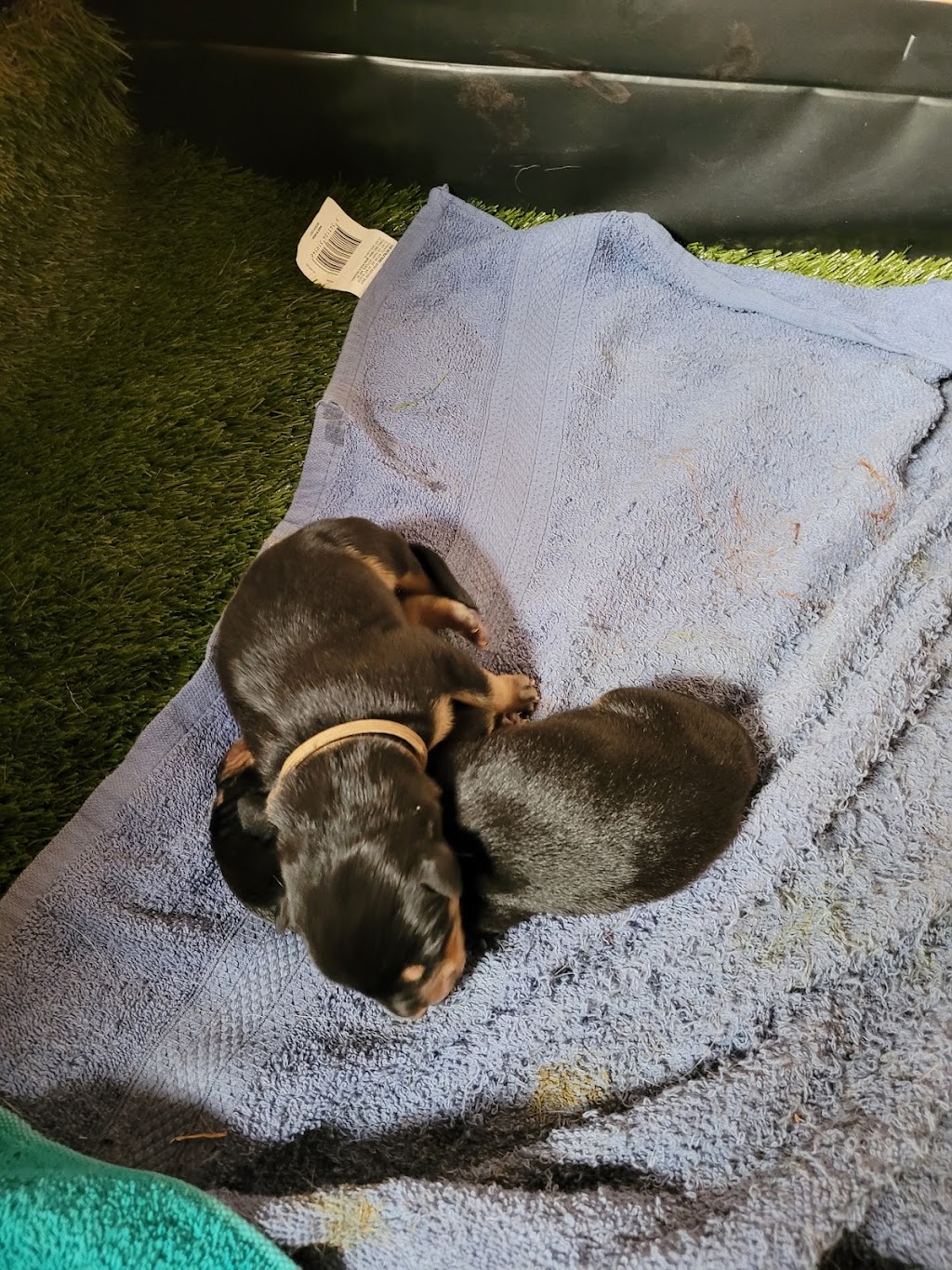 Thadelldo Working Dogs | 20 Research Rd, Lara VIC 3212, Australia | Phone: (03) 5275 2939