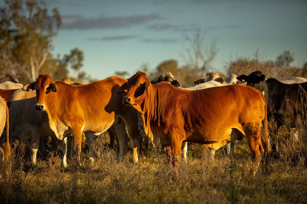 Copley Pastoral | Salty/210 Hawkins Rd, Anduramba QLD 4355, Australia | Phone: 0427 984 926