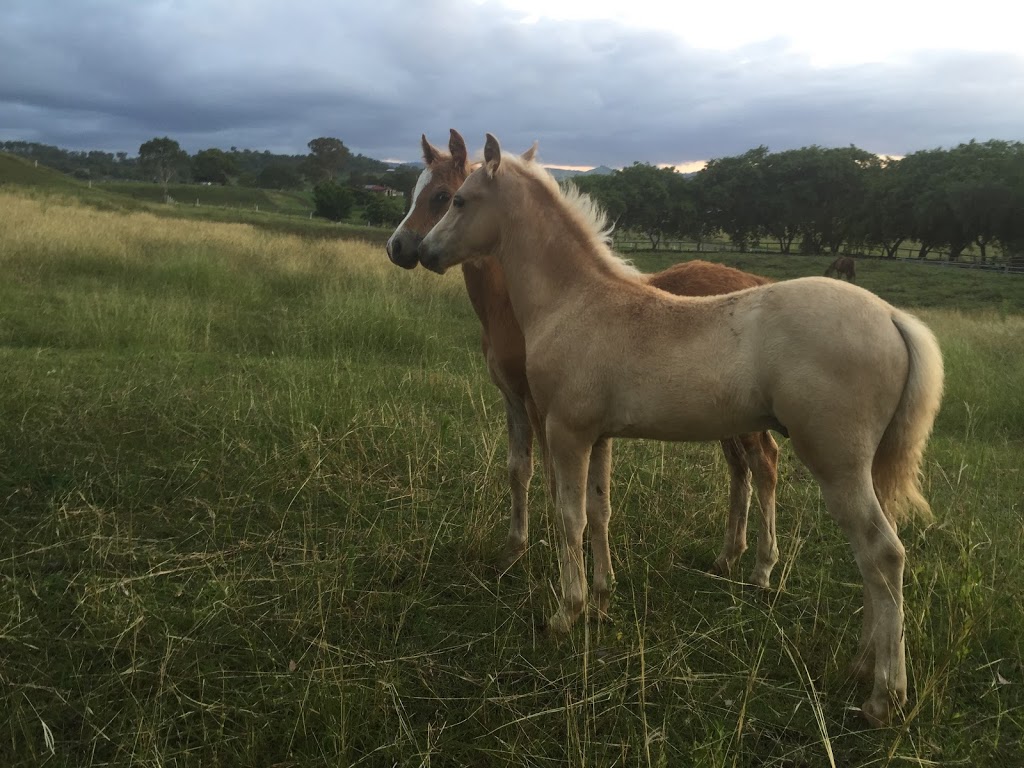 Jenala welsh stud | 415 Oaky Creek Rd, Innisplain QLD 4285, Australia | Phone: 0409 299 651