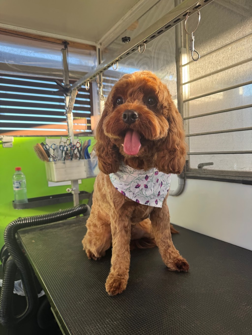 Clean a Paw, South Maclean | 29-39 Crest Rd, South Maclean QLD 4280, Australia | Phone: 0405 407 243 Clean a Paw, South Maclean | 29-39 Crest Rd, South Maclean QLD 4280, Australia | Phone: 0405 407 243