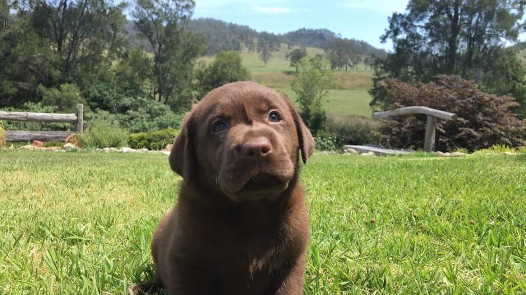 Trudgalong Kennels and Puppies |  | 65 Stantons Ln, Faulkland NSW 2422, Australia | 0265583097 OR +61 2 6558 3097