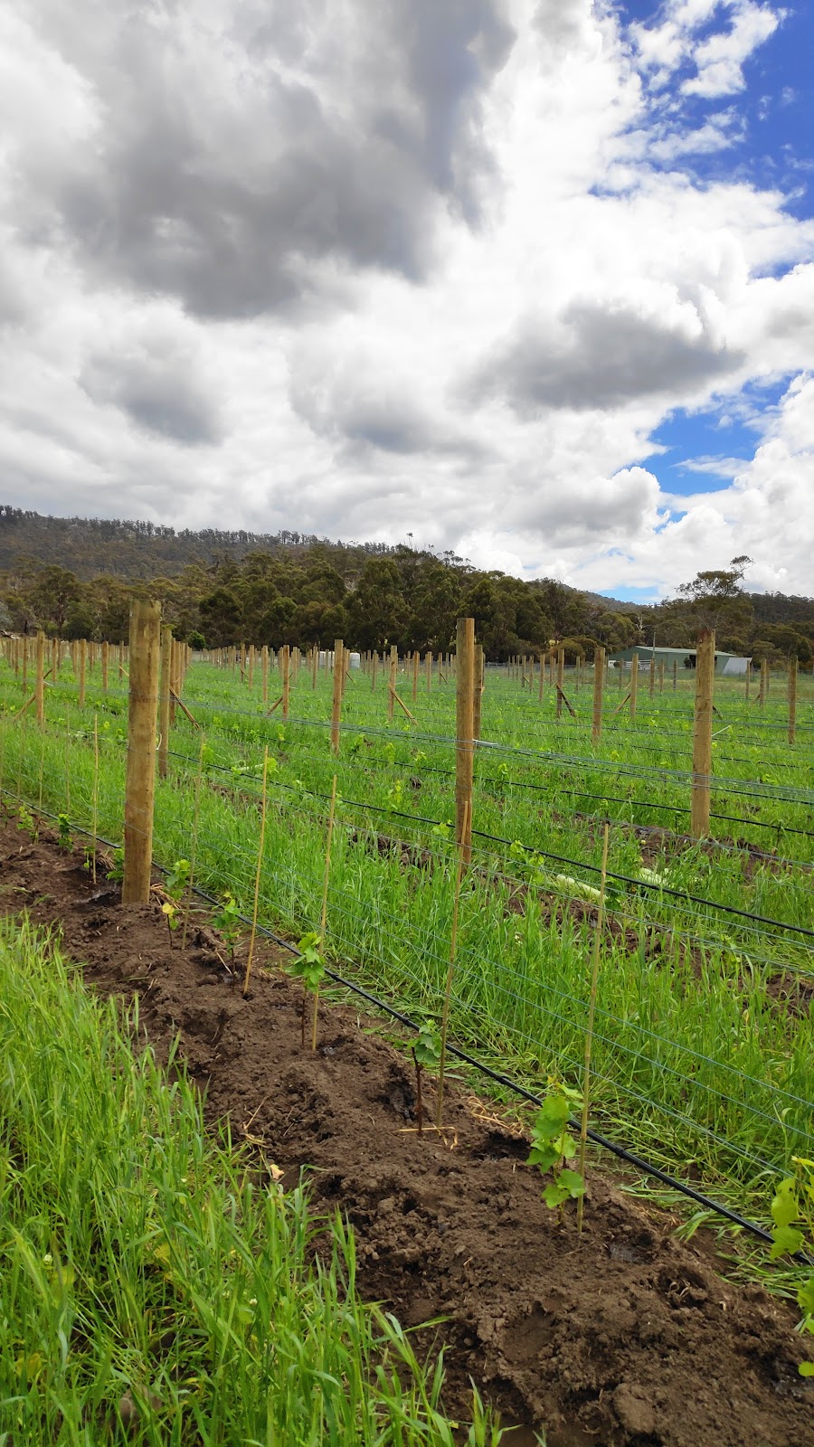 Tolpuddle Vineyard | 37 Back Tea Tree Rd, Richmond TAS 7025, Australia | Phone: (08) 8155 6003