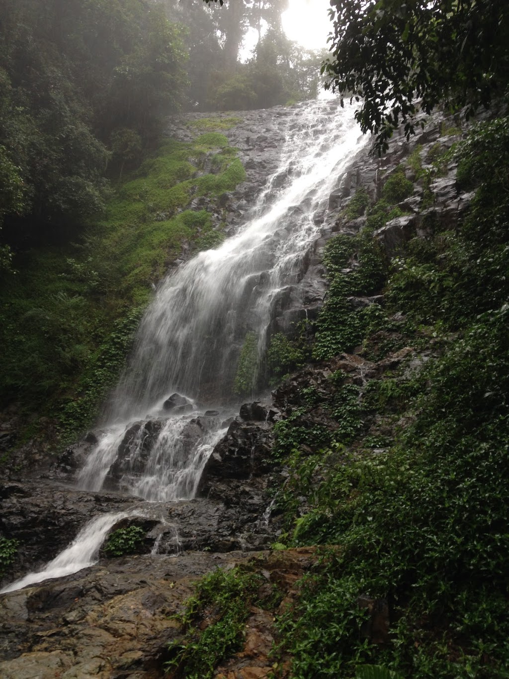 Dorrigo National Park | Lyrebird Link, Dorrigo Mountain NSW 2453, Australia | Phone: (02) 6657 2309