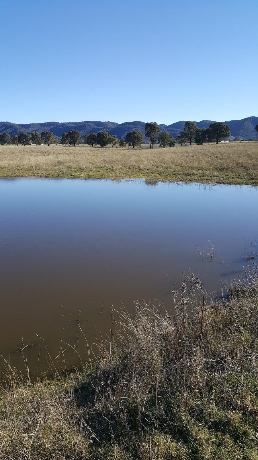 Yaraandoo Alpacas, Mudgee | "Moorefields", 32 Wallinga Lane, Spring Flat NSW 2850, Australia | Phone: (02) 6372 2168