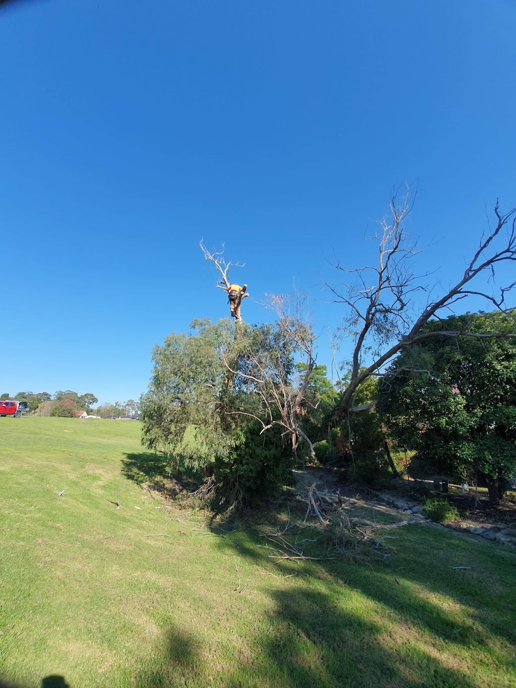 Excel Tree Service & Stump Removal | 4 Pindari Dr, Bayswater VIC 3153, Australia | Phone: 0412 148 509