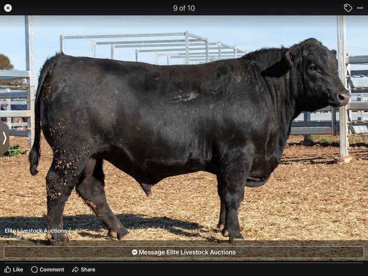 Moolaboola Pastoral | 232 Spring Flat Rd, Bell QLD 4408, Australia | Phone: 0407 947 268