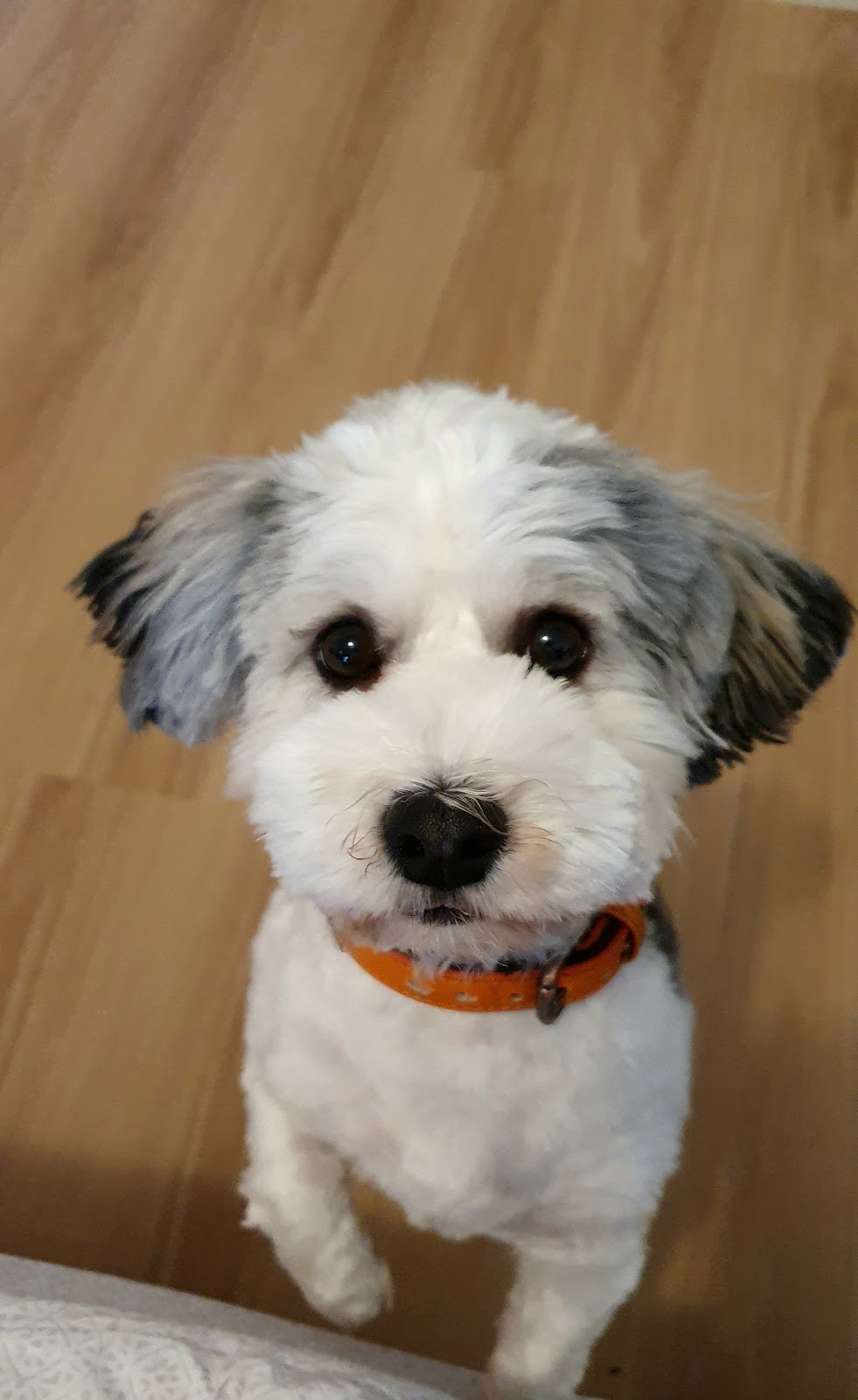 Havsluv Havanese | Wollongong NSW 2500, Australia | Phone: 0427 018 903