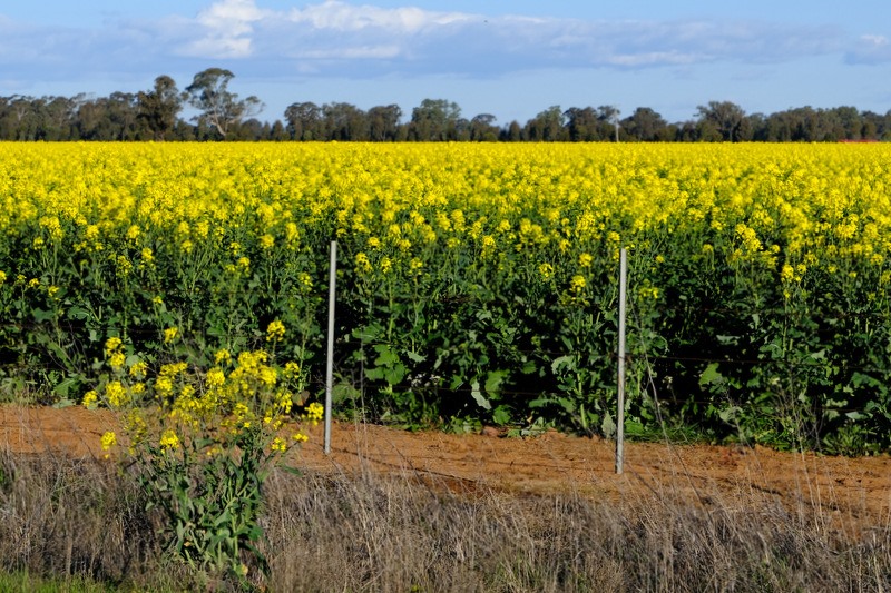 Graincorp Oilseeds |  | 46-50 McDonald St, Numurkah VIC 3636, Australia | 0358621666 OR +61 3 5862 1666