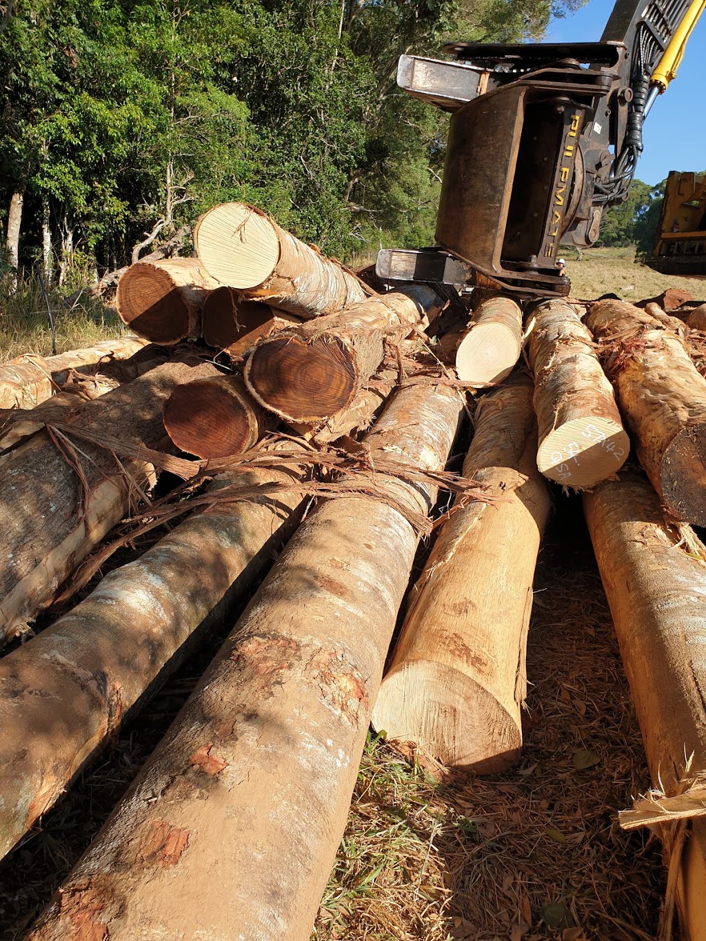 Qld Logging Pty Ltd | Tomkins St, Cluden QLD 4811, Australia | Phone: 0418 871 757