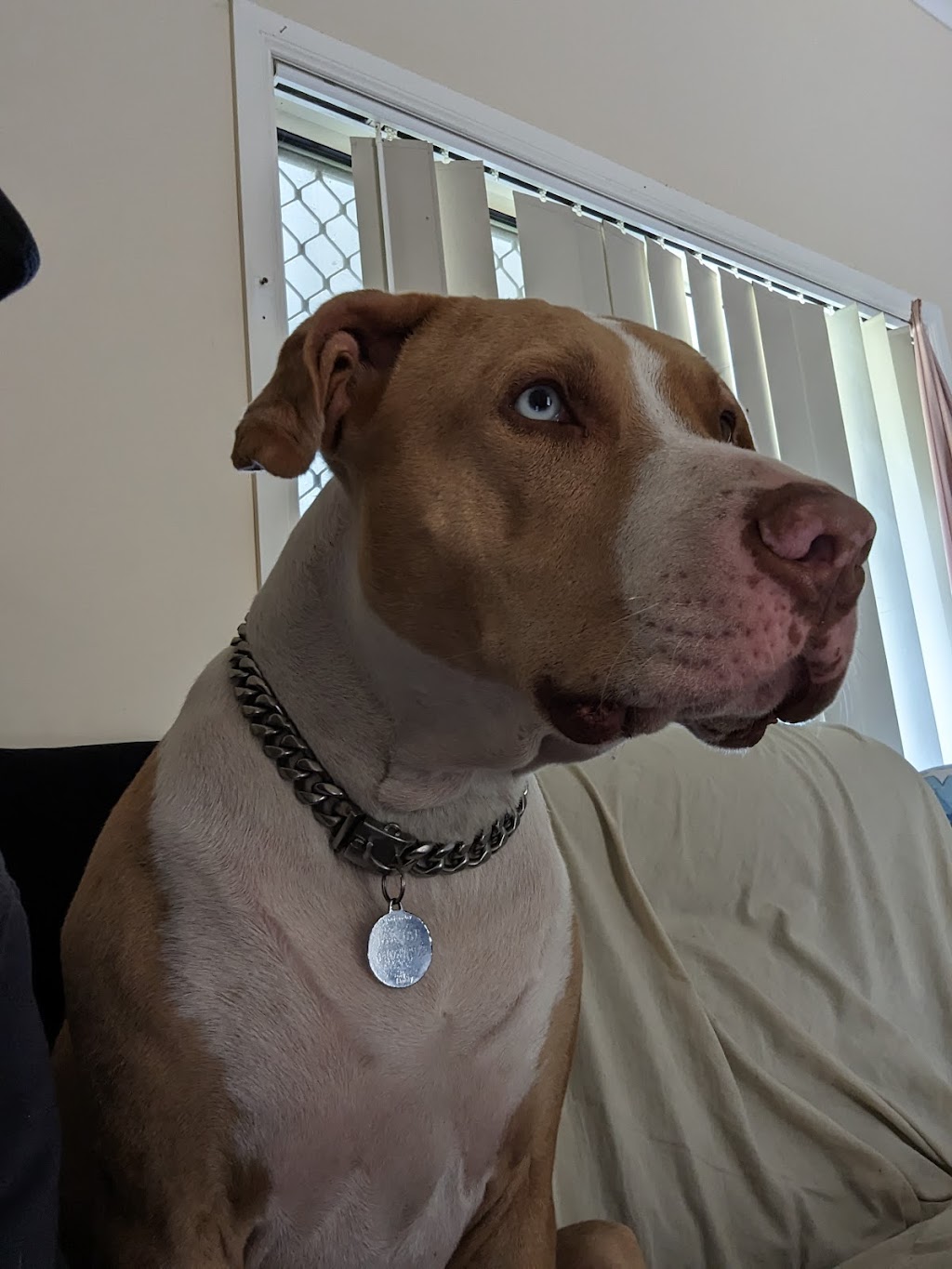 Barkle N Shine Mobile Dog Spa | Tara QLD 4421, Australia | Phone: 0474 235 512