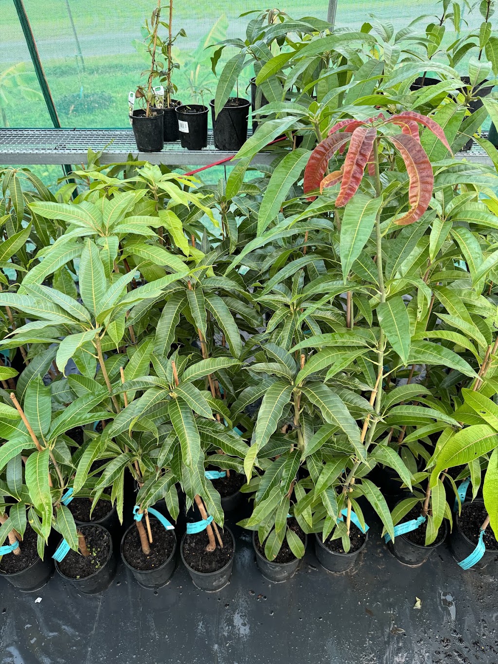 Mount Martin Tropicals | 1086 Mount Martin Loop Rd, Mount Martin QLD 4754, Australia | Phone: 0435 905 409