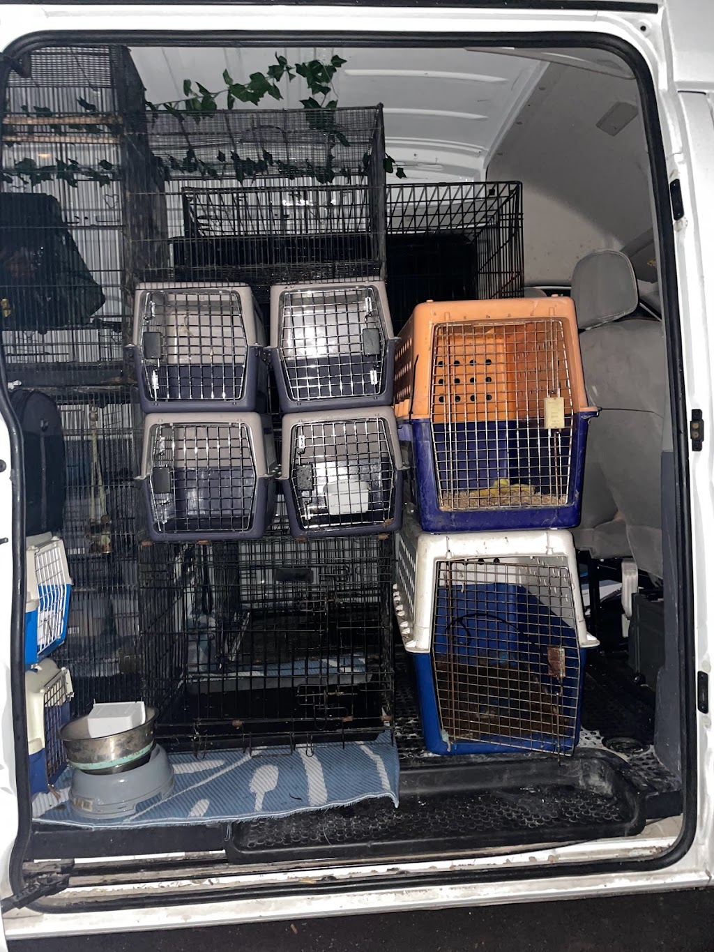 Rockstar Pet Transport |  | 203 Barry Ave, Rossmore NSW 2557, Australia | 0448266309 OR +61 448 266 309