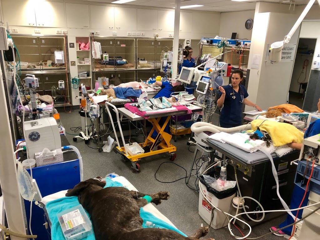 Animal Emergency Service | 104 Eastlake St, Carrara QLD 4211, Australia | Phone: (07) 5559 1599