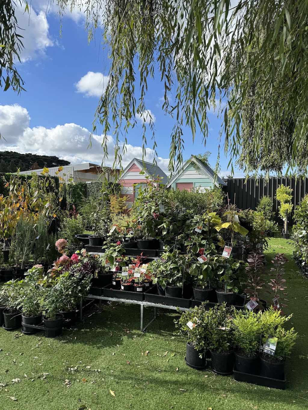 The Beach Willow Nursery & cafe | 1135 Surf Coast Hwy, Mount Duneed VIC 3217, Australia | Phone: 0413 345 574