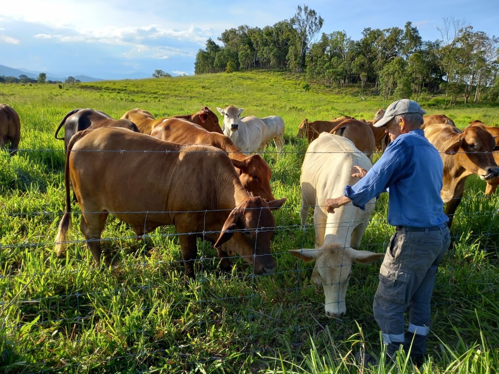 Bush Lemon Farm | 6 Bourkes Rd, Dows Creek QLD 4754, Australia | Phone: 0409 597 048