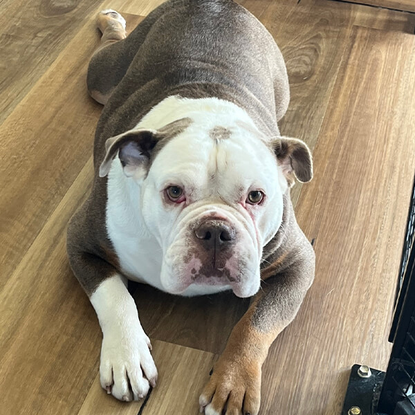 Pamper Paws by Krystal | 467 Mount View Rd, Mount View NSW 2325, Australia | Phone: 0431 227 078
