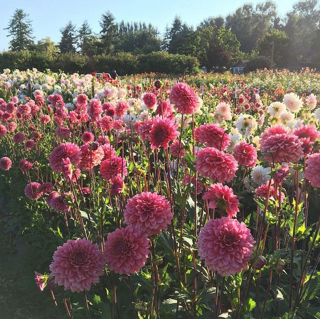 Hansfords Dahlias | 194 Hunters Rd, Ellinbank VIC 3821, Australia | Phone: 0439 610 134