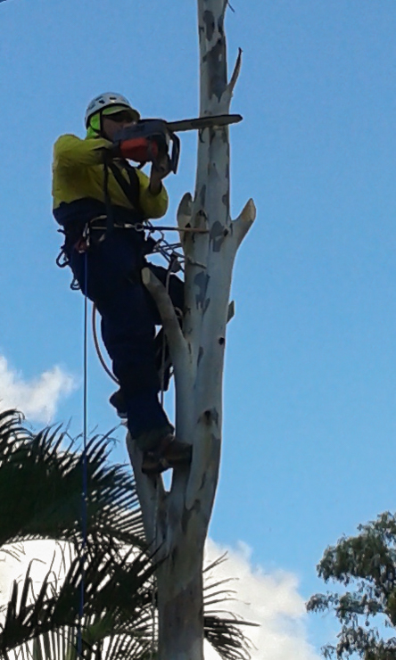 Domestic Tree Care Fraser Coast |  | 5 Jenny Ct, Point Vernon QLD 4655, Australia | 0408542400 OR +61 408 542 400