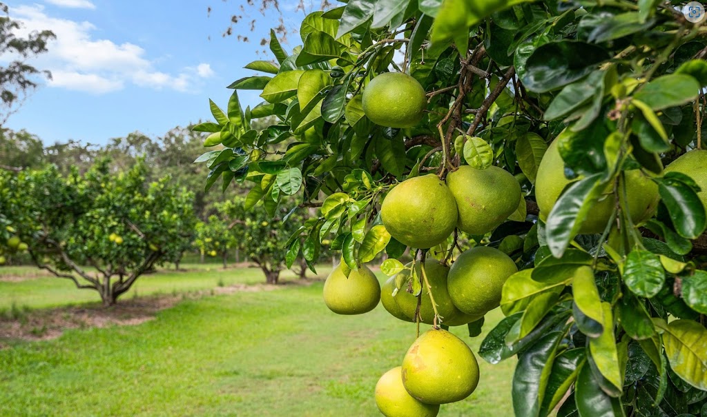 El Pomelo | 36-48 Heinemann Rd, Redland Bay QLD 4165, Australia | Phone: 0455 974 602