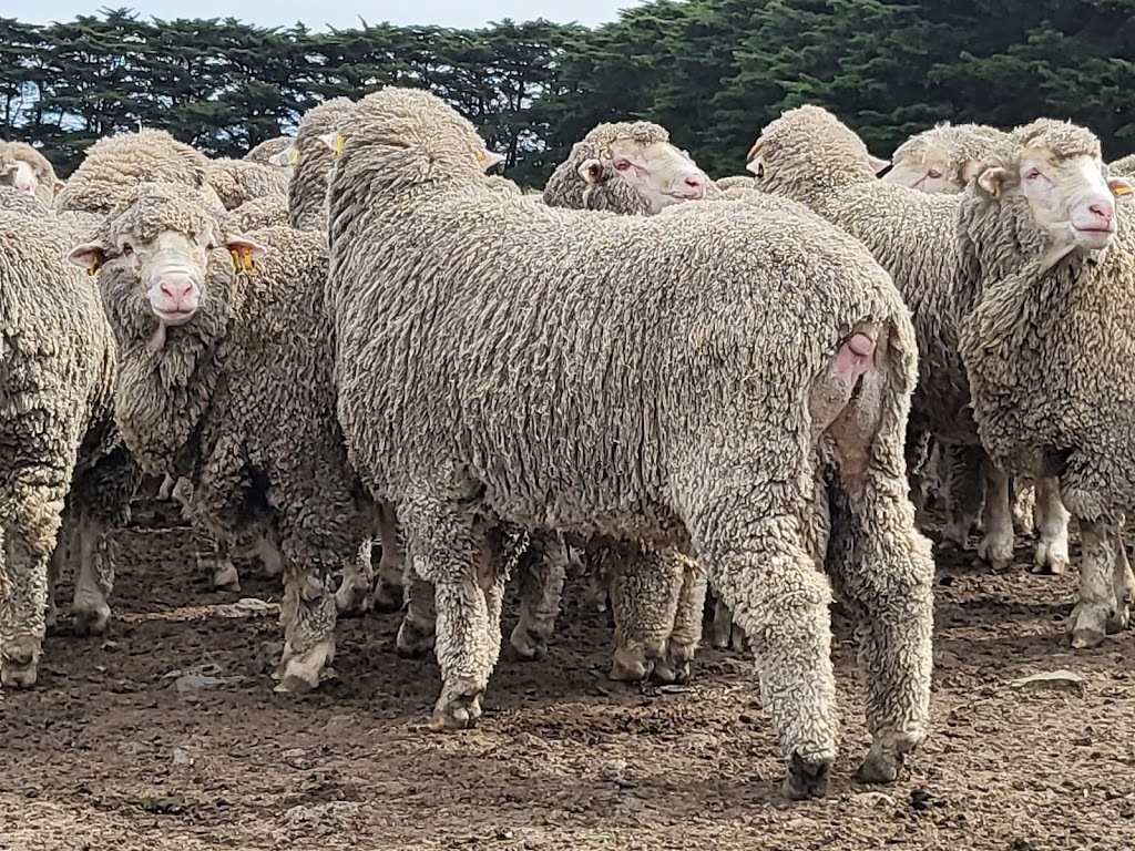 Goldalea Poll Merino Stud | 279 H Hays Rd, Karabeal VIC 3294, Australia | Phone: 0488 943 314