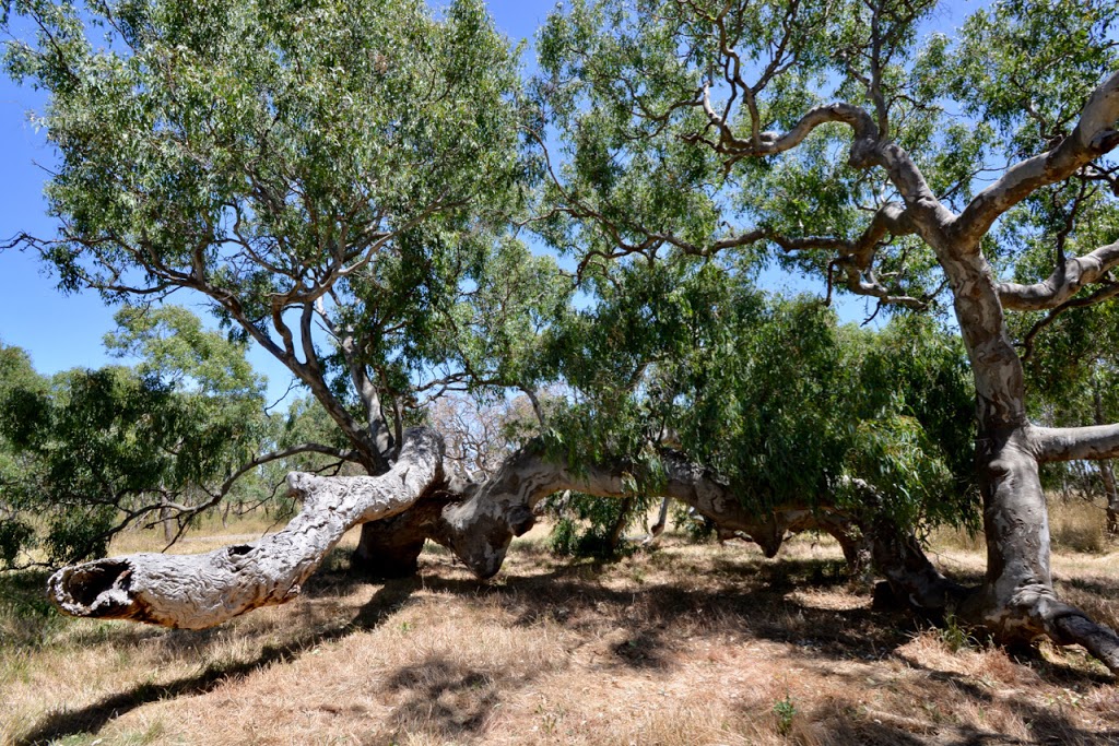 Mount Ridley Nature Conservation Reserve | park | Mickleham VIC 3064, Australia