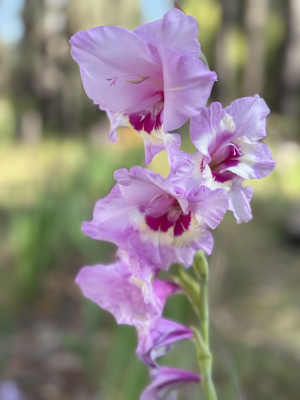 Celestial Gardens and Retreat | 10 Thonemans Rd, Hoddles Creek VIC 3139, Australia | Phone: 0411 885 568