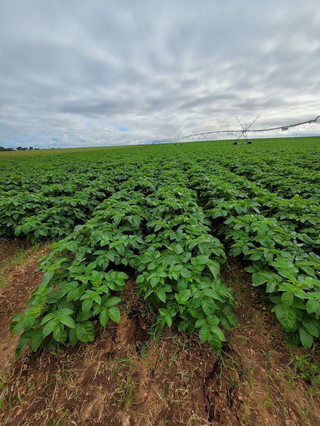 Princiotto Potatoes | 251 Wingate Rd, Ward Belt SA 5118, Australia | Phone: 0417 616 402