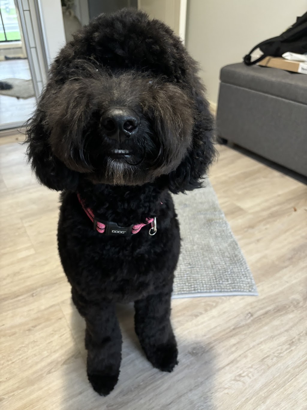 Bernedoodles & Groodles Australia - Coastal Groodles | Monaro Hwy, Cooma NSW 2630, Australia | Phone: 0416 024 430