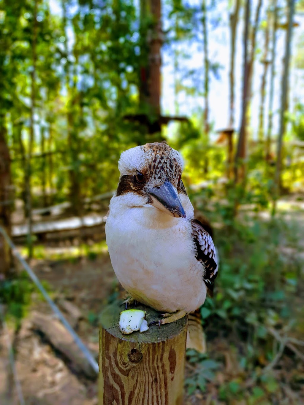 TreeTops Central Coast | Ourimbah State Forest, 1 Red Hill Rd,, Wyong Creek NSW 2259, Australia | Phone: 0455 334 945