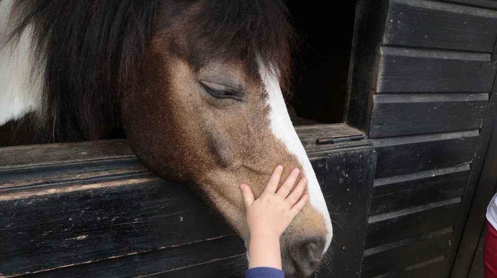 Tranquil Park Stables | 168 Browns Rd, Cranbourne South VIC 3977, Australia | Phone: 0418 170 984