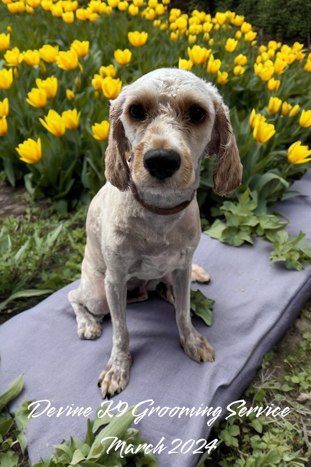 Devine K9 Grooming Service | 22 Crawford Ave, Tenambit NSW 2323, Australia | Phone: 0408 166 002