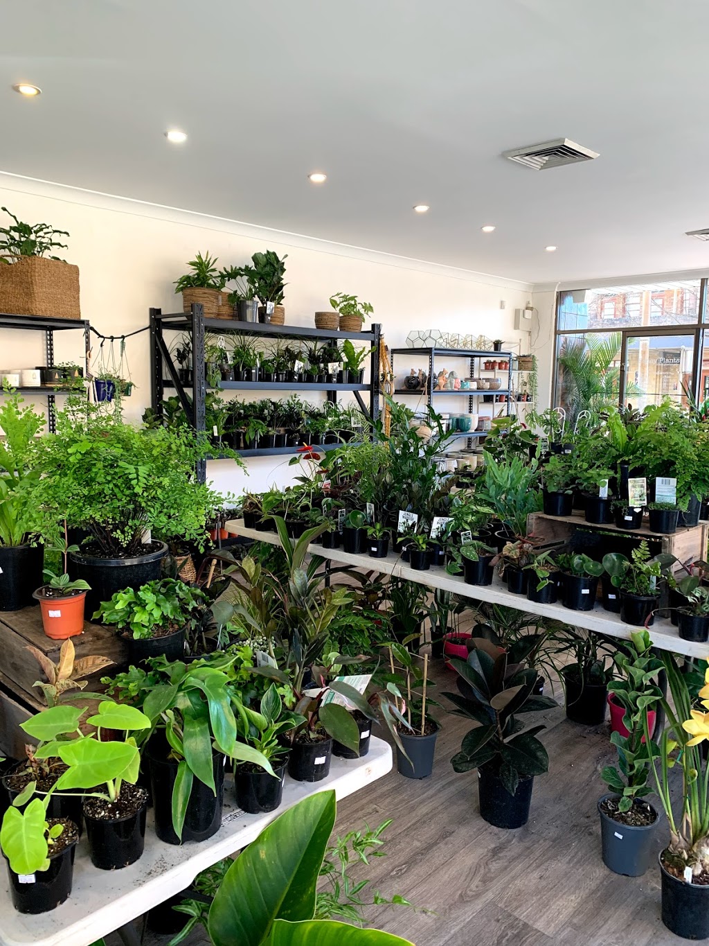 Fancy Plants |  | 491 High St, Maitland NSW 2320, Australia | 0412945438 OR +61 412 945 438