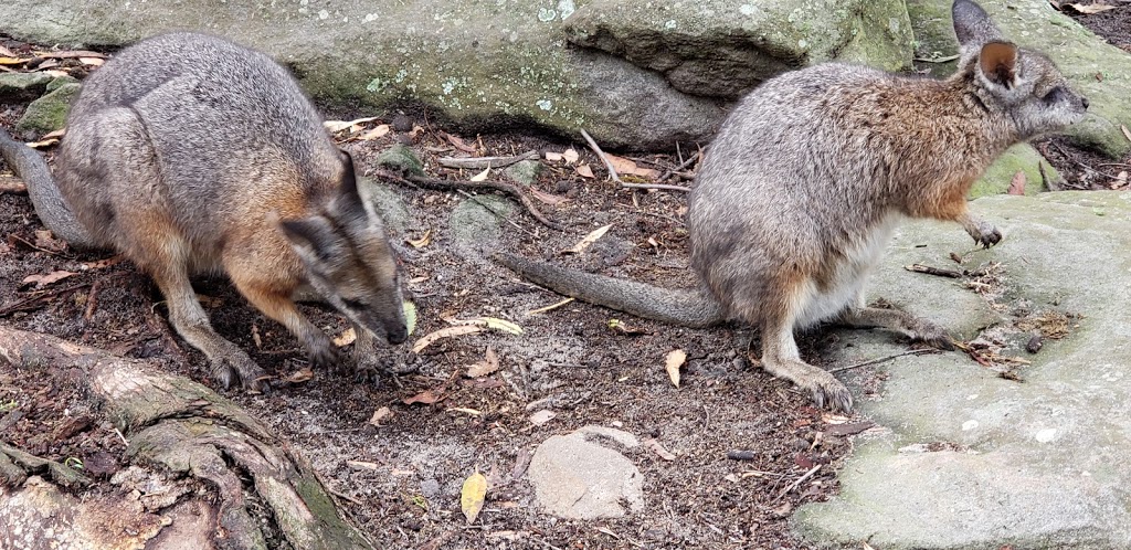 Australia Walkabout Wildlife Park | zoo | 1 Darkinjung Rd, Calga NSW 2250, Australia | 0243751100 OR +61 2 4375 1100