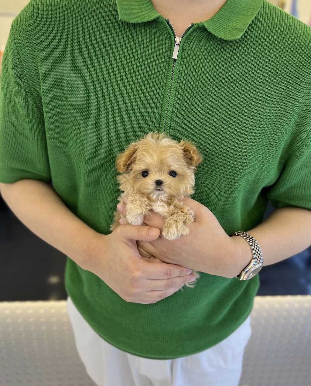 Toys and teacup yorkies for sale | 187 Windsor St, Woodford QLD 4514, Australia | Phone: (02) 7908 4282