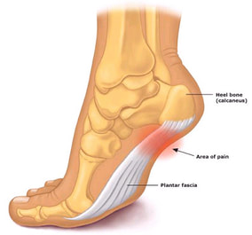 Hip to Toe - Podiatry & Physiotherapy, Arundel, Gold Coast | doctor | 138 Olsen Ave, Arundel QLD 4214, Australia | 0755717329 OR +61 7 5571 7329
