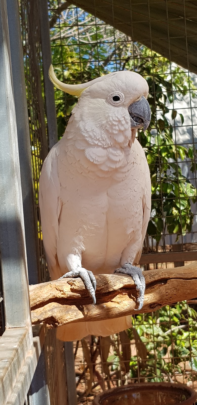 12 Mile Bird Park | Yamashita St, Broome WA 6725, Australia | Phone: 0408 941 059