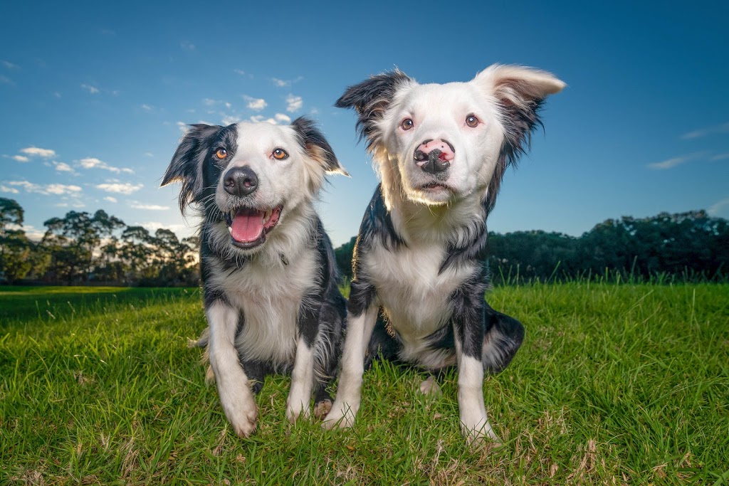 Island Paw Prints Photography | 35 Princeton Ave, Cape Woolamai VIC 3925, Australia | Phone: 0407 869 040