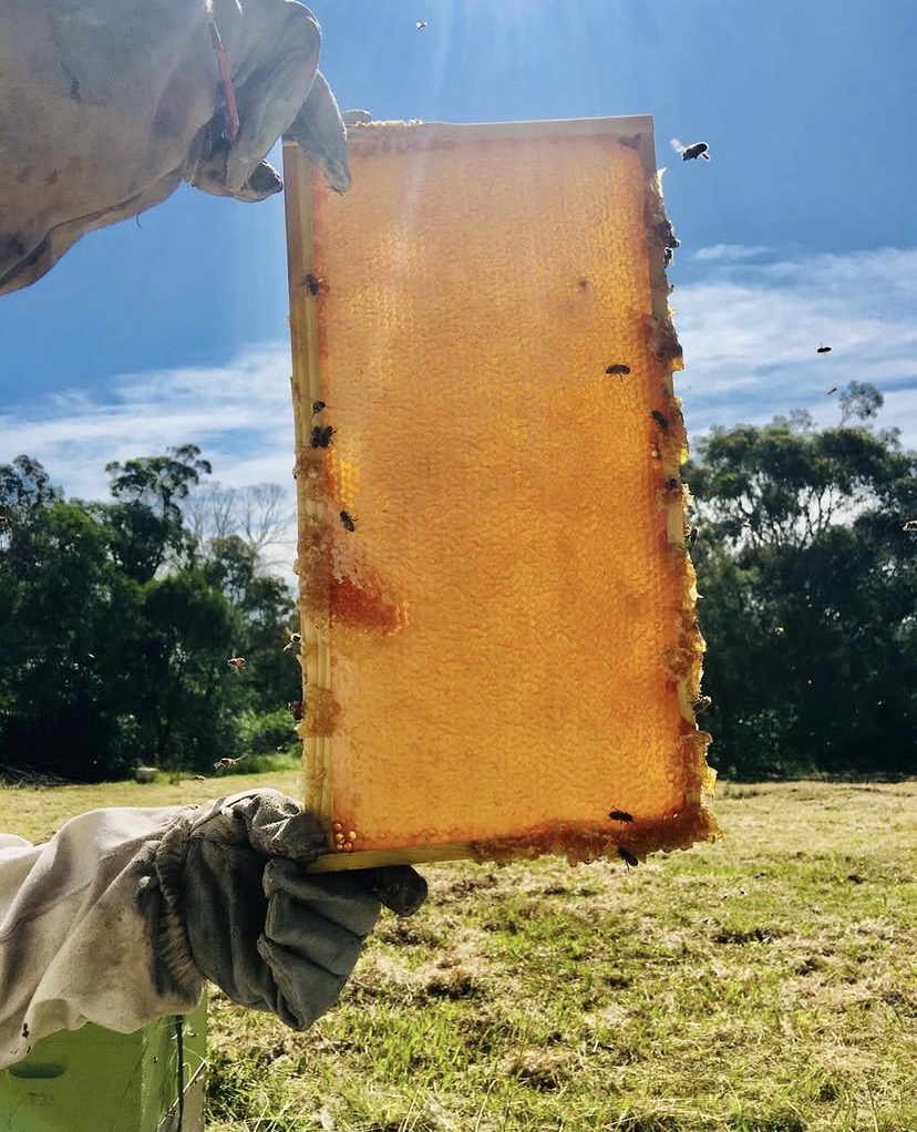 Cattai Ridge Honey | 5 Close St, South Coogee NSW 2034, Australia | Phone: 0423 074 994