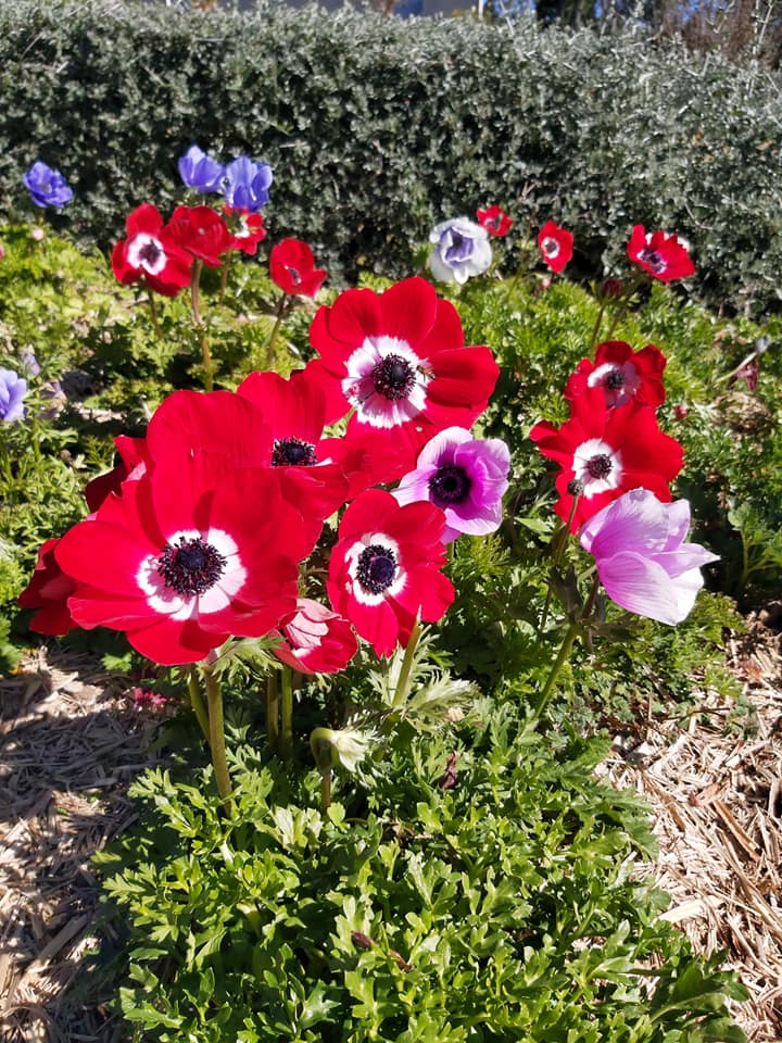 Ballandean Blooms | 123 Sundown Rd, Ballandean QLD 4382, Australia | Phone: 0412 130 402