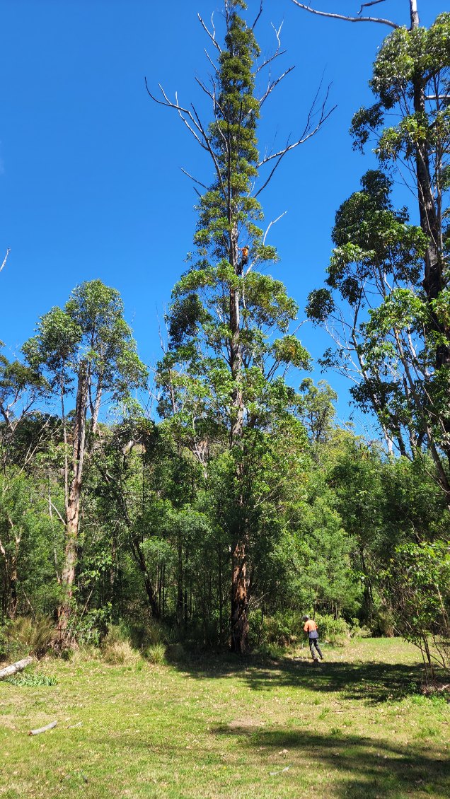 DC TREE CARE | Far Meadow NSW 2535, Australia | Phone: 0423 903 946