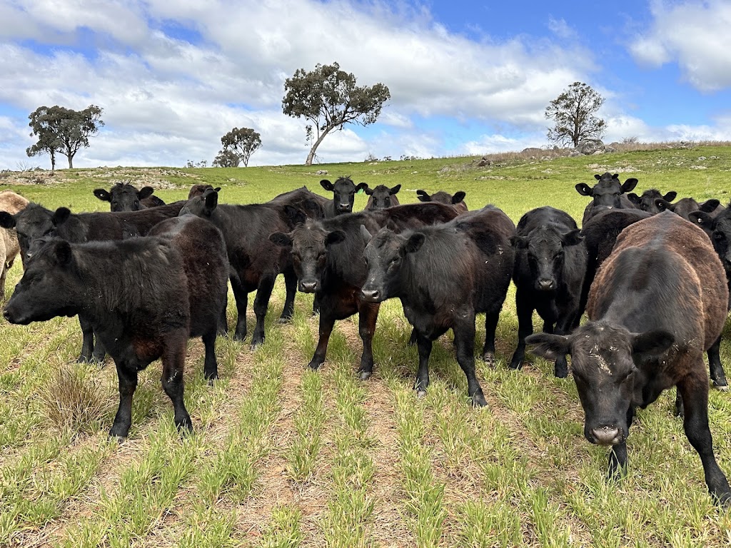Epivets | 520 Warree Rd, Stuart Town NSW 2820, Australia | Phone: 0409 908 471