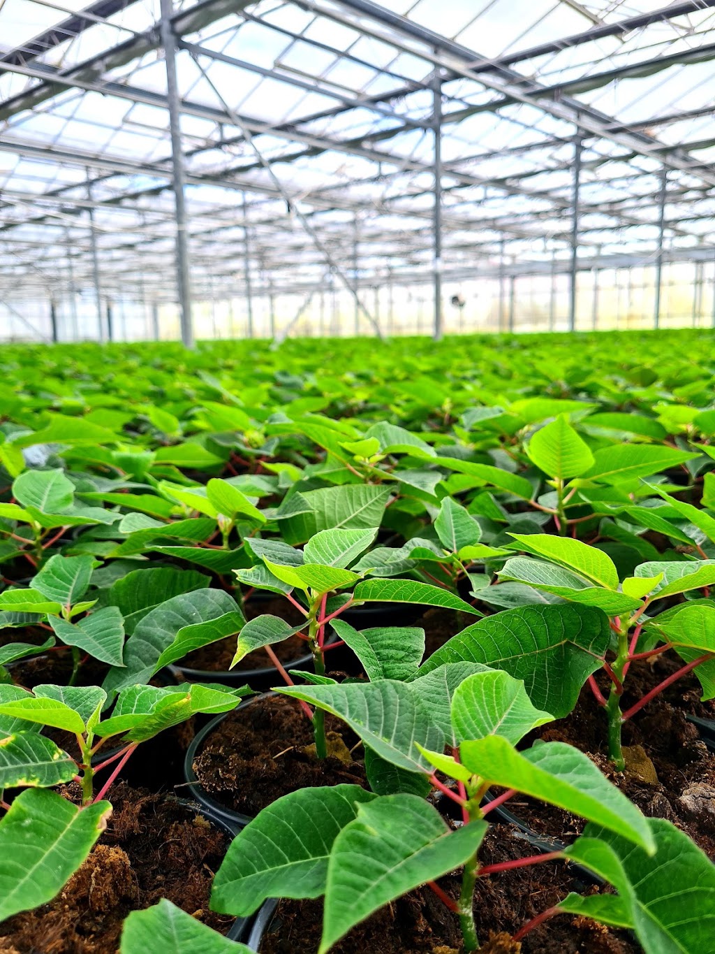 Flora Plant - Wholesale Nursery | 822 Rowley Rd, Oakford WA 6121, Australia | Phone: (08) 9397 0709