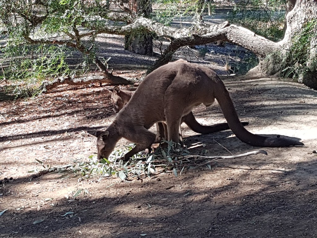 Kyabram Fauna Park | zoo | 75 Lake Rd, Kyabram VIC 3620, Australia | 0358522883 OR +61 3 5852 2883