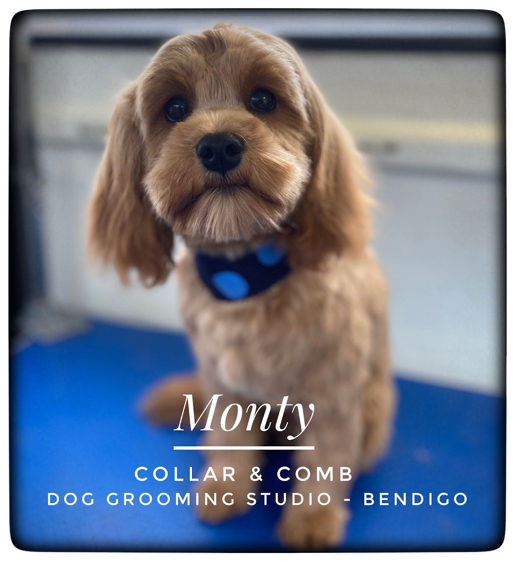 Collar & Comb Dog Grooming Studio | 8B Benjamin Ct, Bendigo VIC 3550, Australia | Phone: 0418 299 172